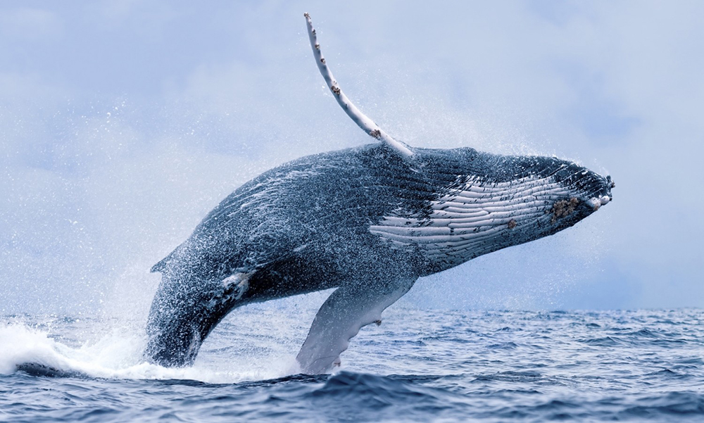 Наблюдение за удивительными горбатыми китами